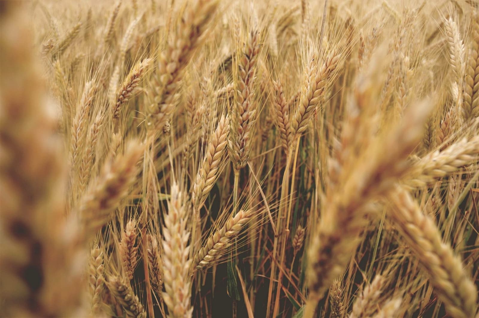 Ripe wheat ears in a field, under the headline Potash
