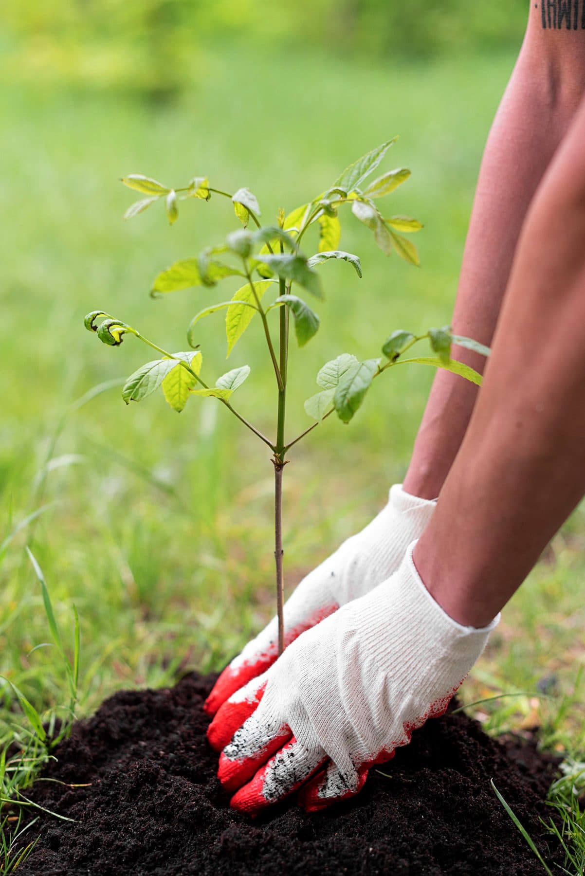 Gloved hands pressing soil around a young tree seedling newly planted in grass, under the headline Reclamation