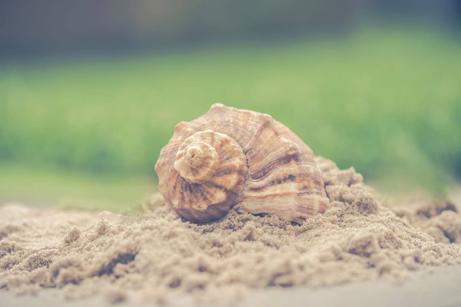 A single seashell resting on sand, under the headline Shell companies