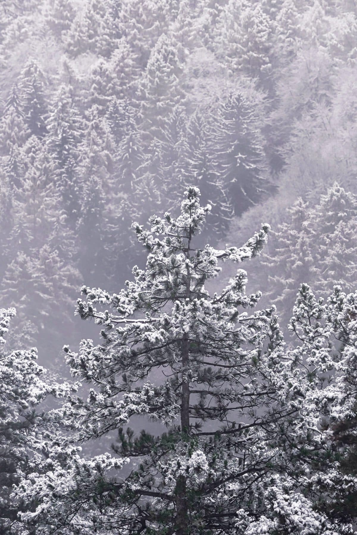 Snow-covered conifers on a misty forested hillside in winter, under the headline The season